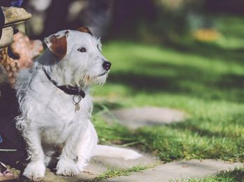 A white dog with a black collar is sitting on a concrete path.